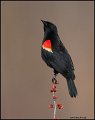 _1SB6534 red-winged blackbird